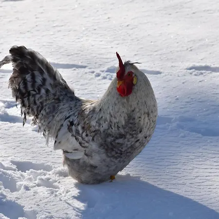 住宿加早餐酒店 Nature Gould'oie Zen