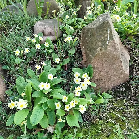 Bed & Breakfast Nature Gould'oie Zen *