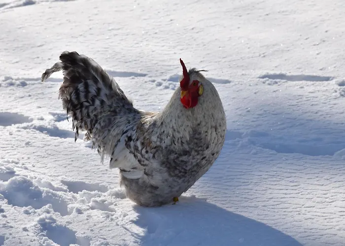 Bed & Breakfast Nature Gould'oie Zen